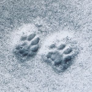 Meet your Posher, Rebecca rene